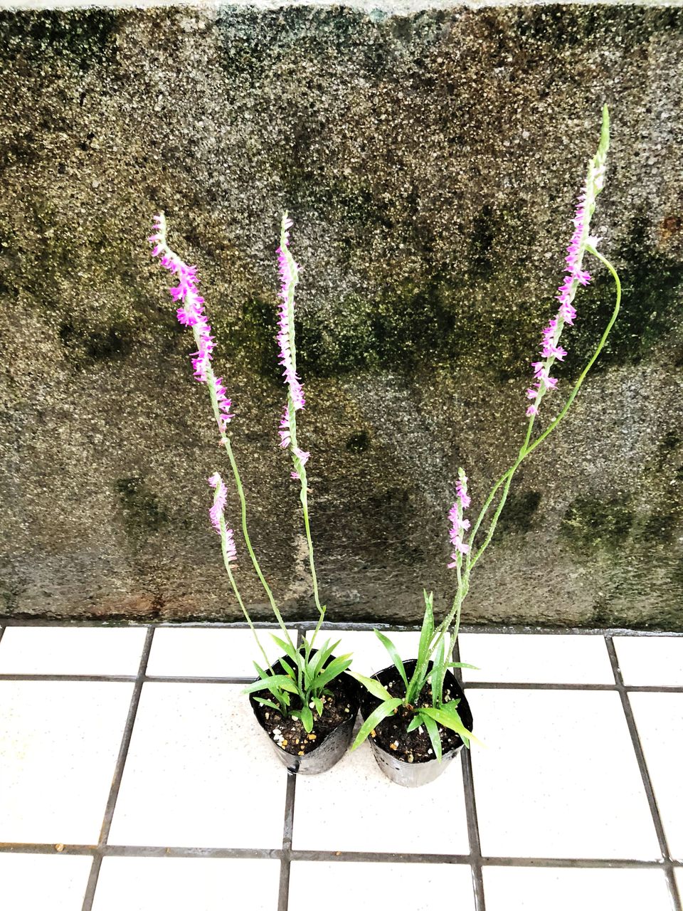 ネジバナ販売 花重 京都 Hanajyu ネジバナ販売 花重 京都 Hanajyu