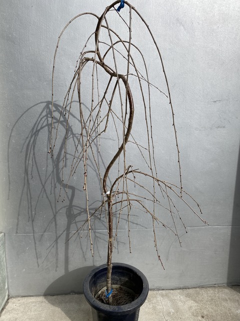 ふじしだれざくら