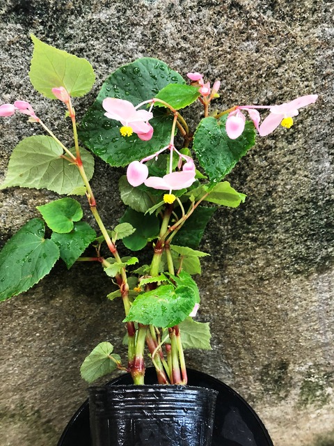 秋海棠桃花