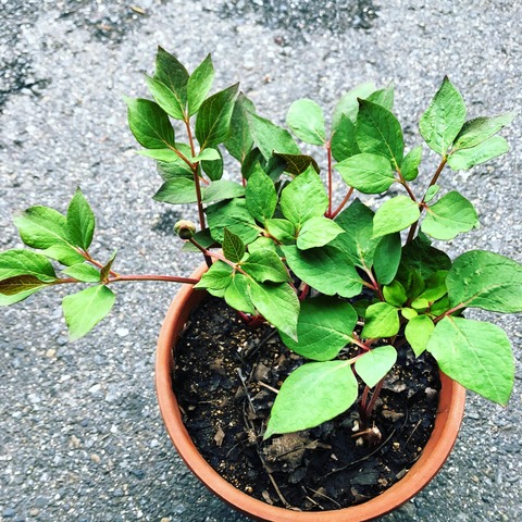 山芍薬５．５寸