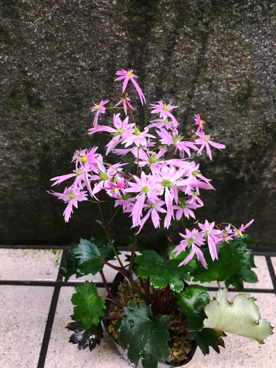 大文字草孔雀販売 花重 京都 Hanajyu