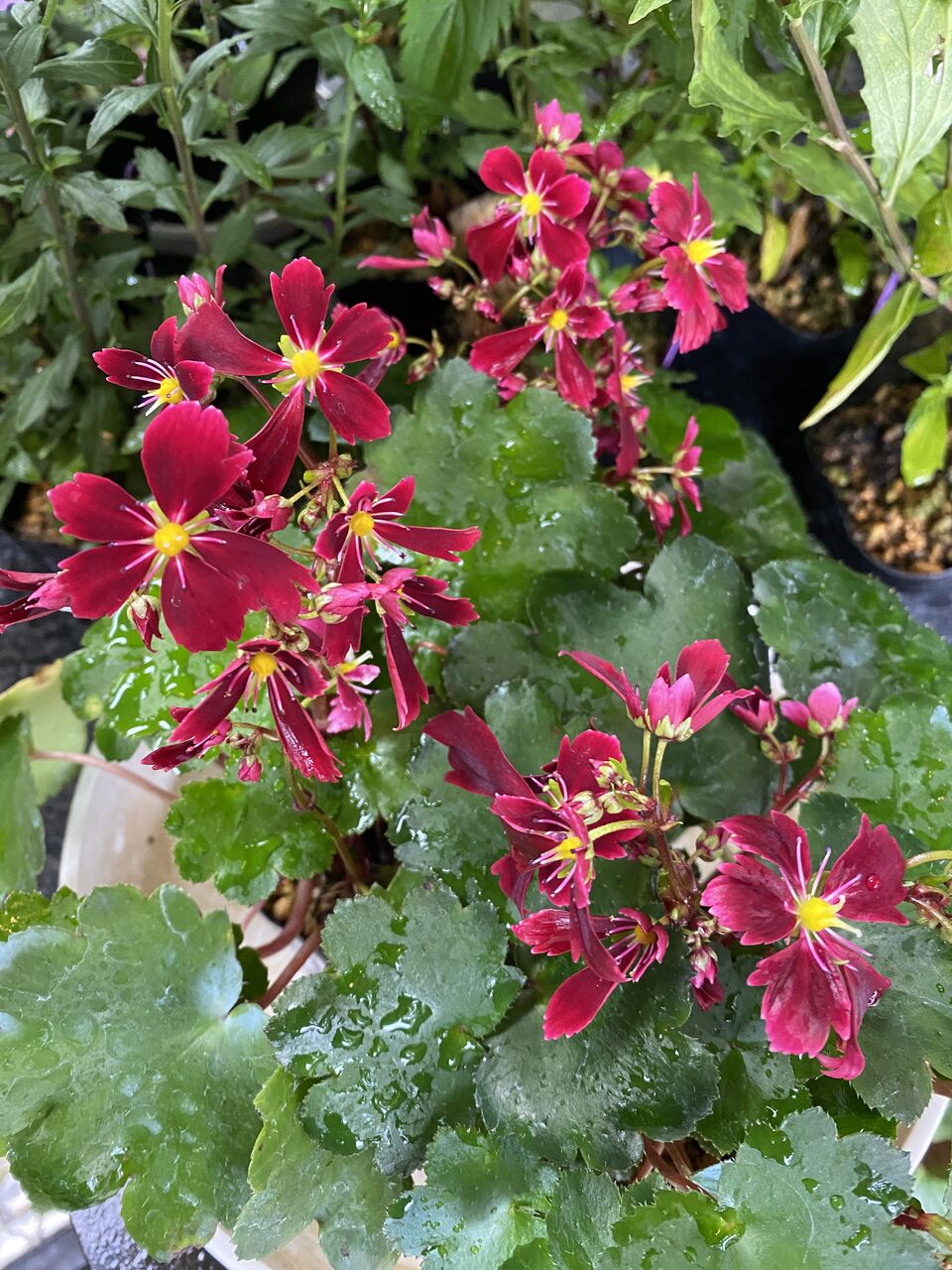 花重 京都 Hanajyu 大文字草販売
