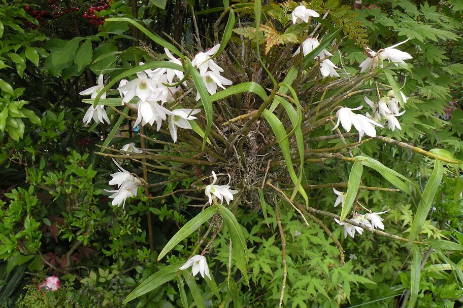 セッコク 石斛 の花が咲きました 旧花閑話 索引 Blog