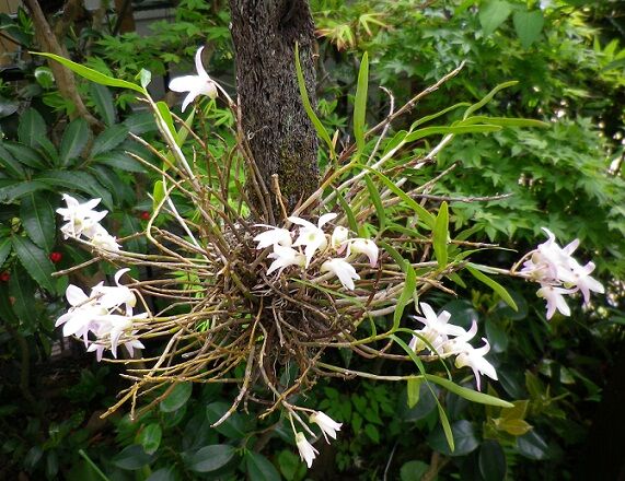 セッコク 石斛 の花が咲きました 旧花閑話 索引 Blog