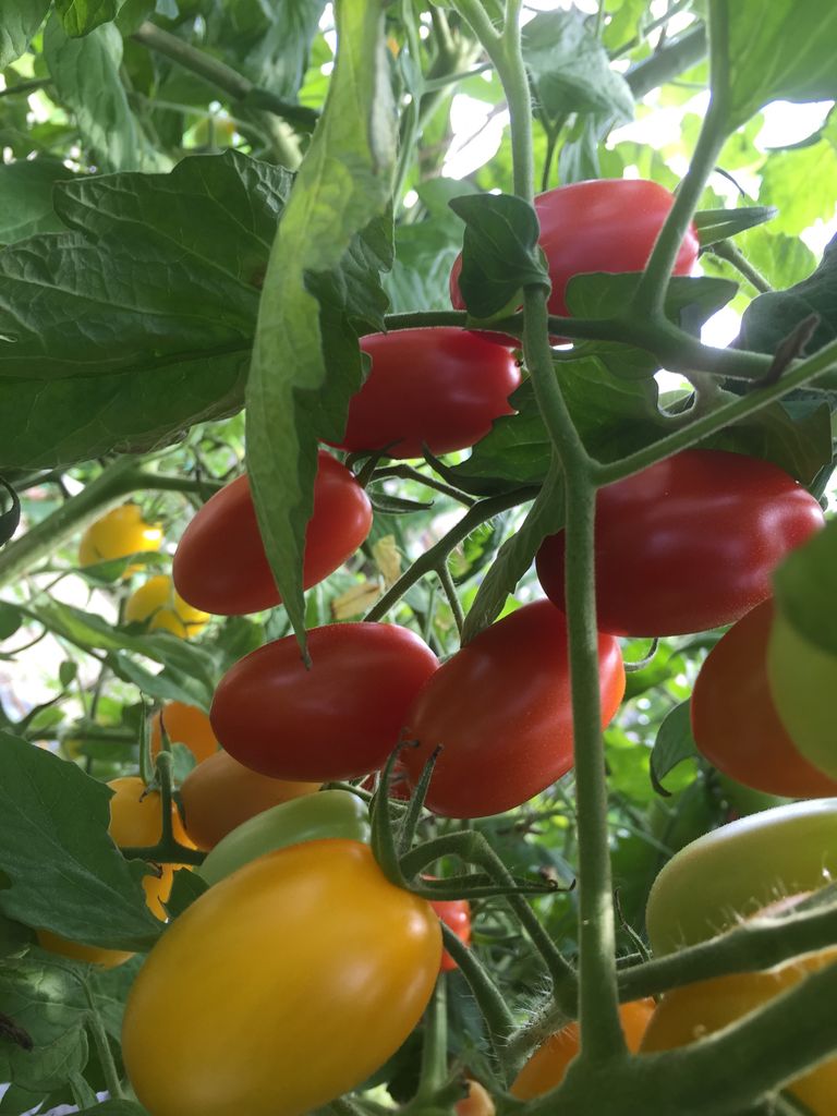 コンパニオンプランツ マリーゴールド 田舎暮らしの花河童