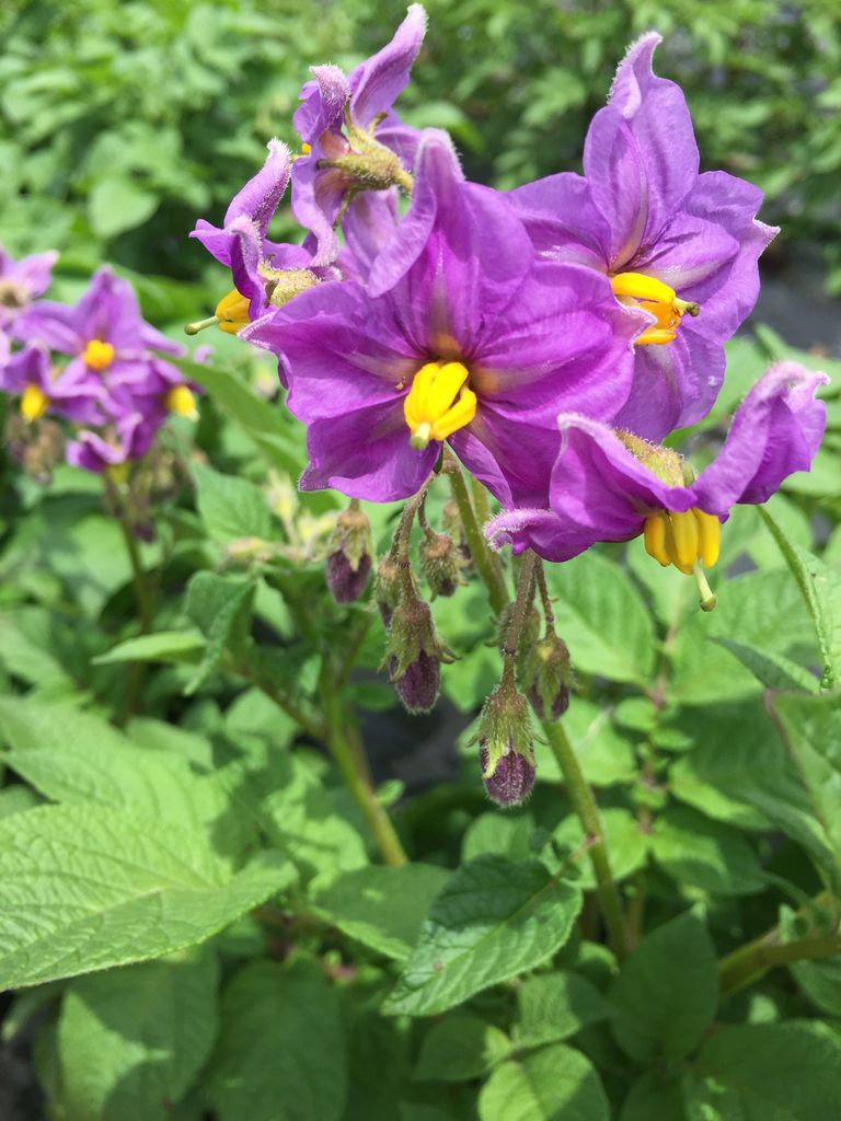 覆面ジャガイモ その名はデストロイヤー 田舎暮らしの花河童 覆面ジャガイモ その名はデストロイヤー 田舎暮らしの花河童