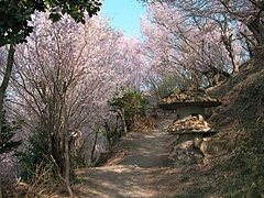 09-04-09花見山