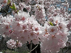 09-04-13����Į���𥶥��顡���å�