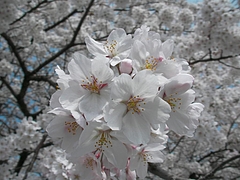 09-04-13����Į����ӿ����ࡡ���å�