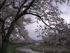 09-04-20夏井川千本桜
