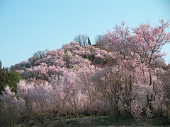09-04-09花見山