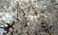 08-04-22長床の桜アップ