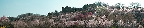 09-04-09花見山パノラマ