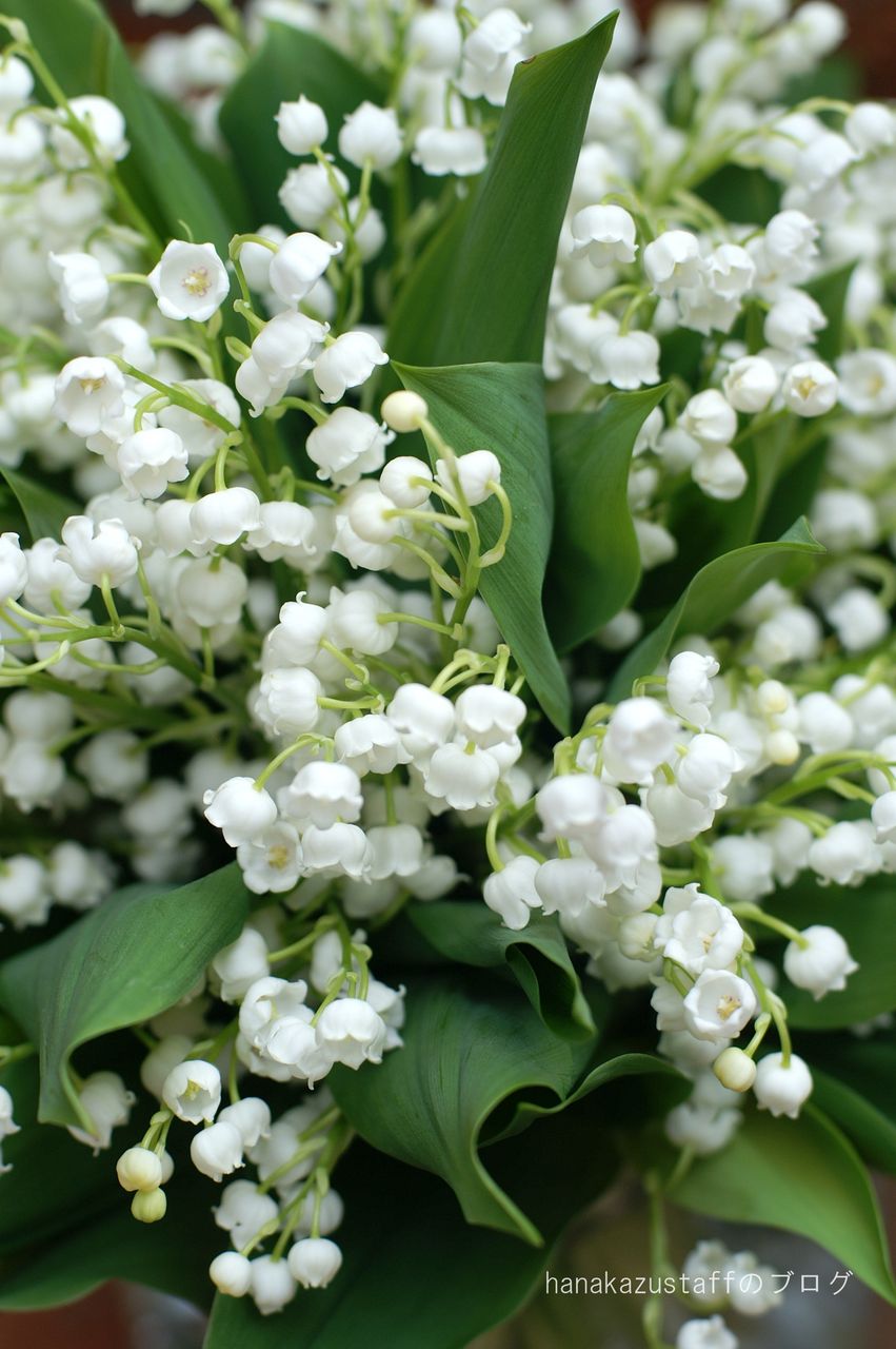 すずらんブーケ Hanakazu Staffのブログ