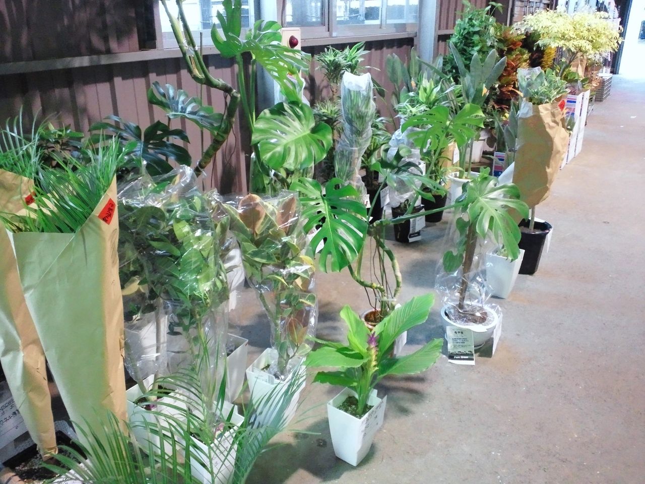 九州日観花市場見学 仕入れ Hanakazu Staffのブログ
