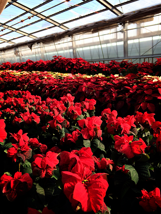 産地見学行ってきました 2 Hana Kichi 青山