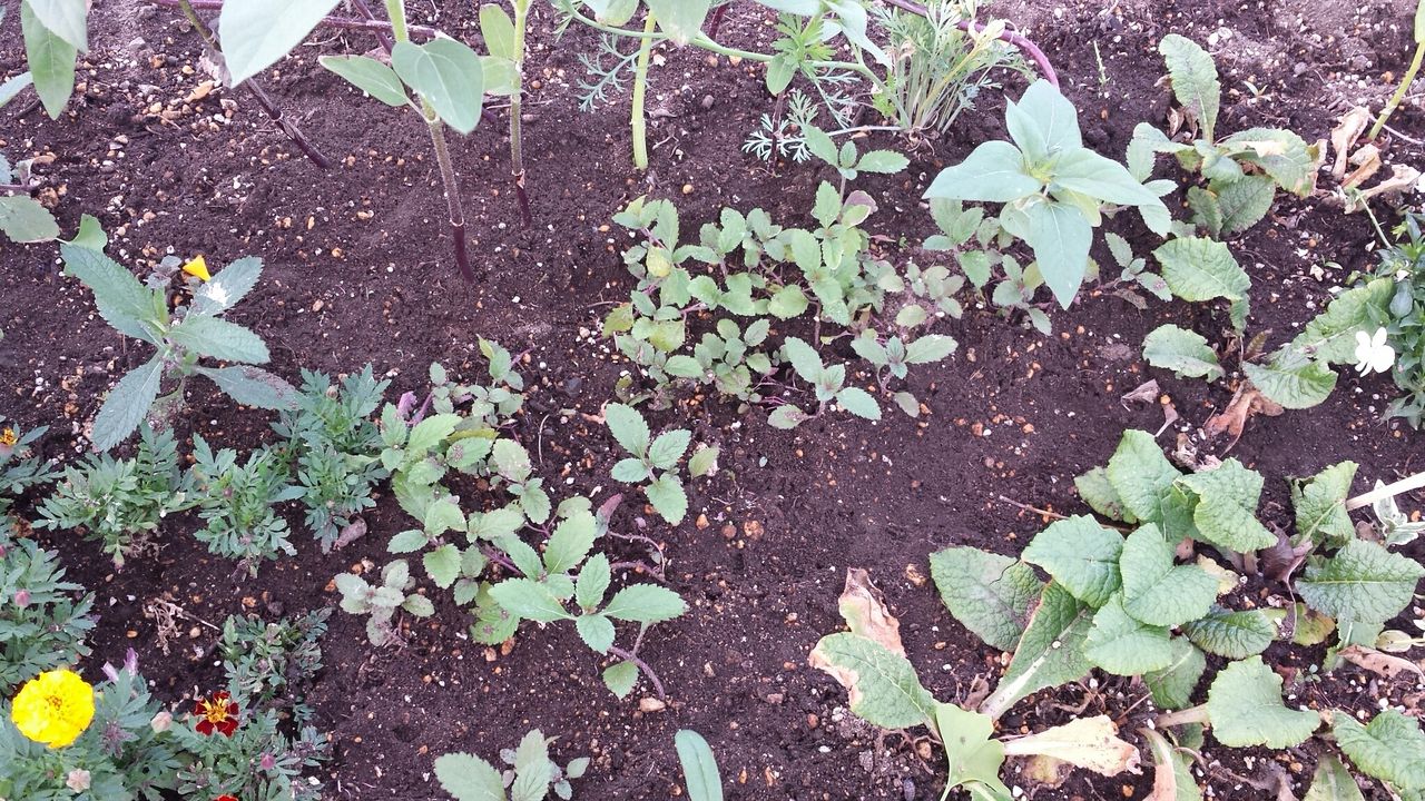 掟破りの移植 バーベナボナリエンシス 花やごっこ