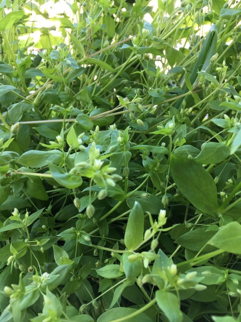 ハコベ ひよこ草 の中華風胡麻和え 四つ葉のクローバー 花子のブログ