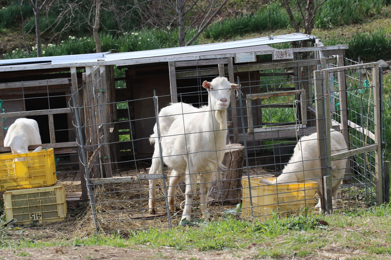 瀬戸内海を望む ヤギ ゆっくりやさしいデジカメ仲間廿日市