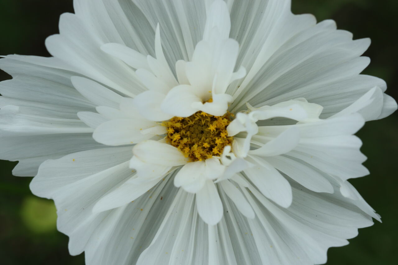 ぶらりコスモス ゆっくりやさしいデジカメ仲間廿日市