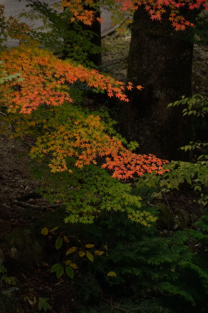 紅葉 寂地峡続 ゆっくりやさしいデジカメ仲間廿日市