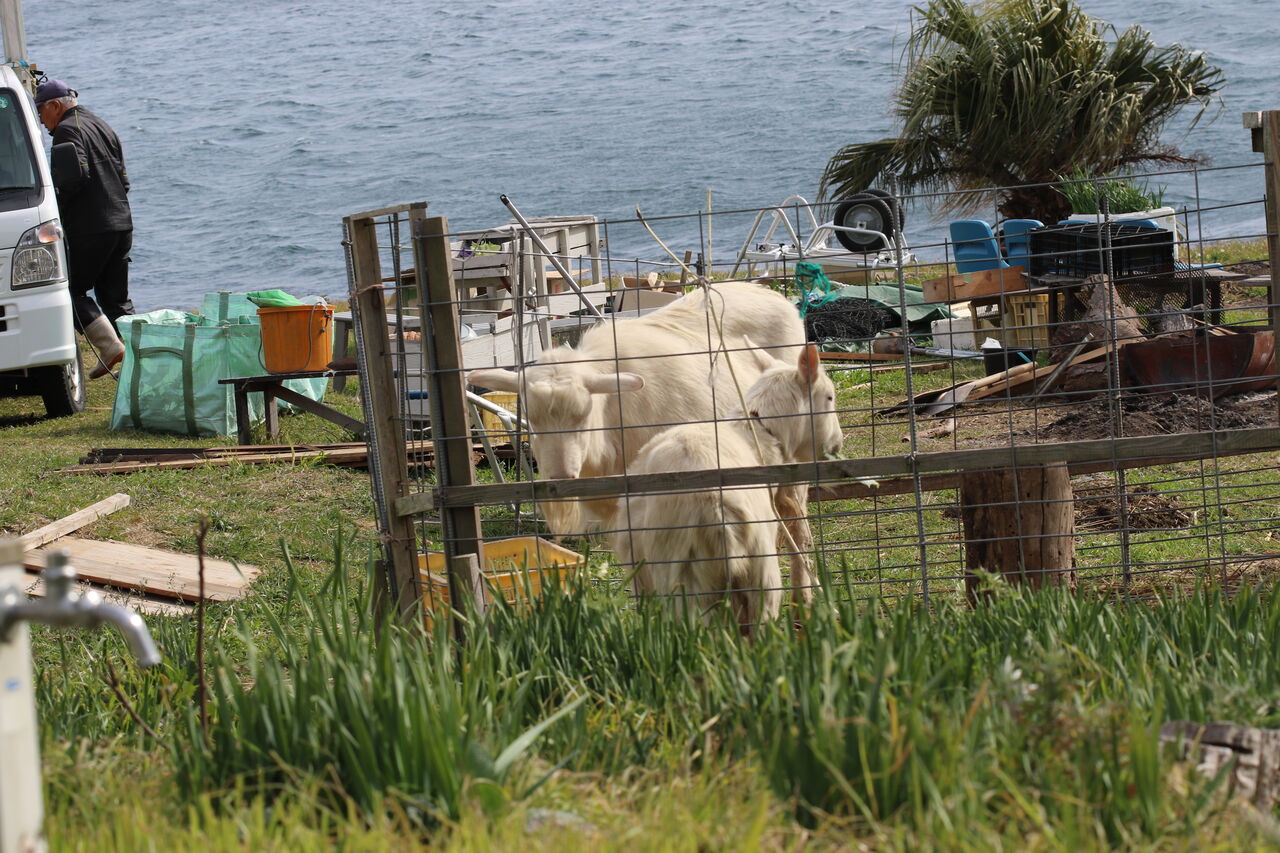 瀬戸内海を望む ヤギ ゆっくりやさしいデジカメ仲間廿日市