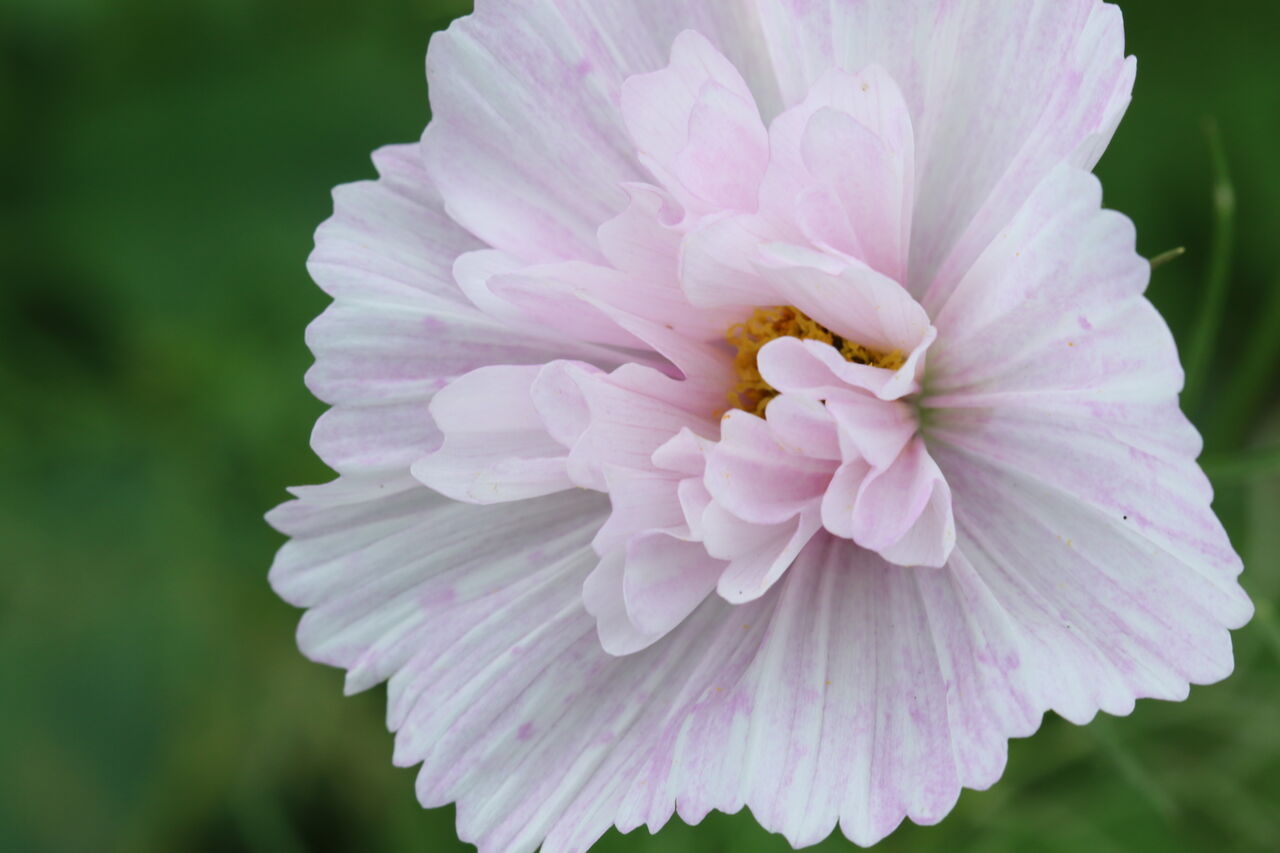 ぶらりコスモス ゆっくりやさしいデジカメ仲間廿日市
