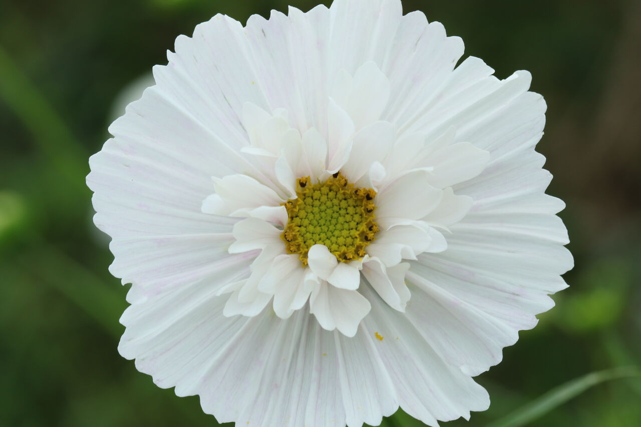 ぶらりコスモス ゆっくりやさしいデジカメ仲間廿日市