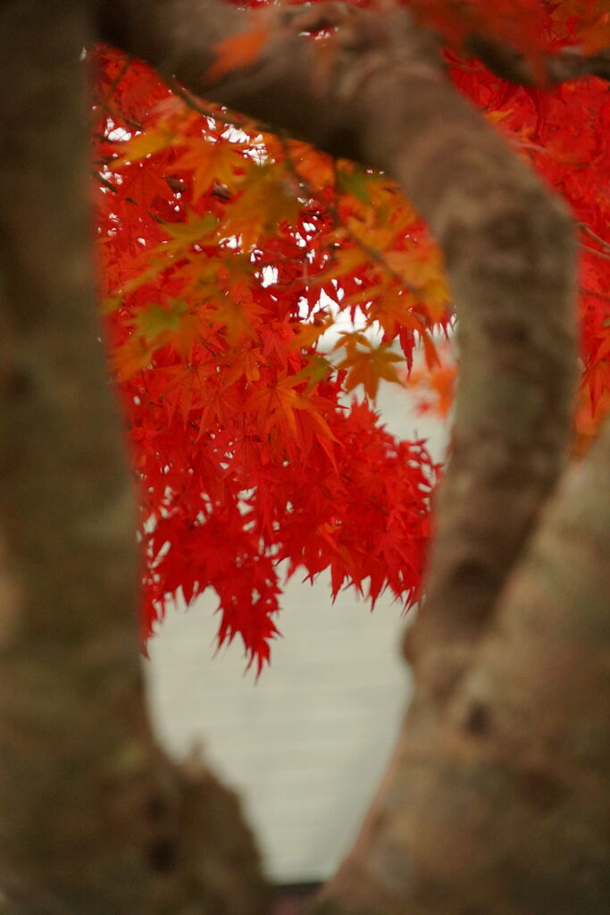 紅葉 寂地峡に行く ゆっくりやさしいデジカメ仲間廿日市 紅葉 寂地峡に行く ゆっくりやさしいデジカメ仲間廿日市