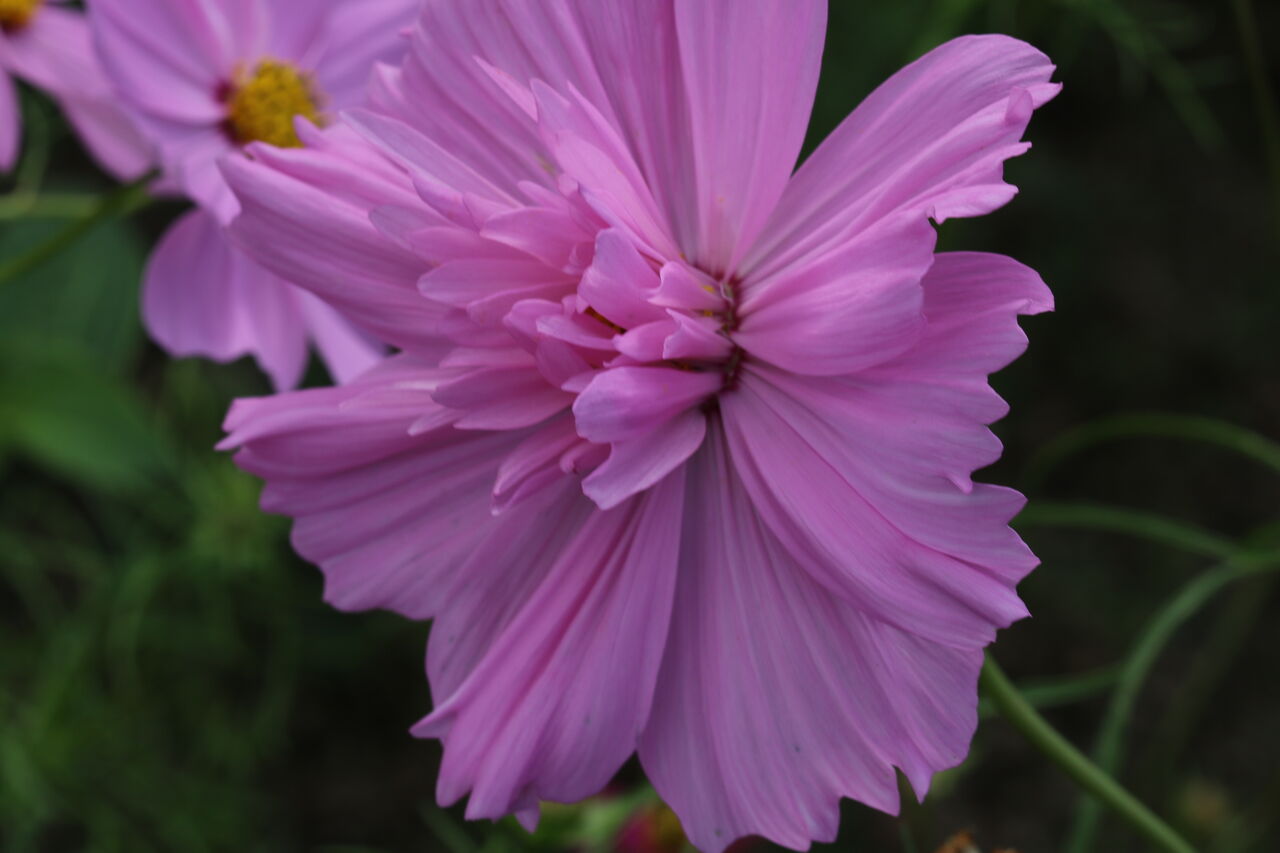 ぶらりコスモス ゆっくりやさしいデジカメ仲間廿日市