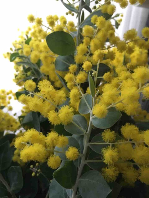 切り花販売のお知らせ 花車 はなくるま 移動花屋