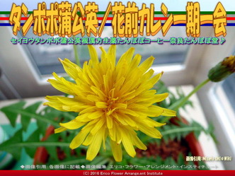 タンポポ蒲公英(2)／花前カレン画像03