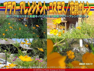 フラワーアレンジ・コスモス(2)／花前カレン画像01