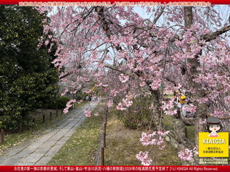 京都伏見城の桜満開前のお花見(3)／花前カレン画像03
▼画像クリックで1280x960pxlsに拡大＠北洞院エリ子花前カレン