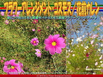 コスモスアレンジ(4)/花前カレン画像01 コスモスアレンジ(4)/花前カレン画像01