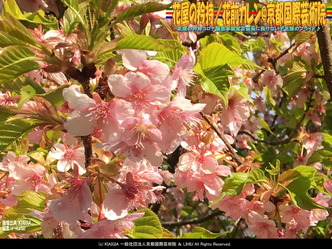 花屋の矜持(5)／花前カレン@京都国際芸術院画像01
▼画像クリックで1280x960pxlsに拡大＠北洞院エリ子花前カレン