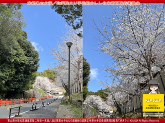 京都東山の桜/北洞院エリ子花前カレン画像
▼画像クリックで1280x960pxlsに拡大@北洞院エリ子花前カレン 京都東山の桜/北洞院エリ子花前カレン画像
▼画像クリックで1280x960pxlsに拡大@北洞院エリ子花前カレン