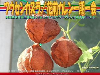 フウセンカズラ／花前カレン一期一会画像01