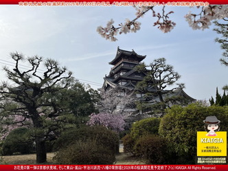 京都伏見城の桜満開前のお花見(5)／花前カレン画像03
▼画像クリックで1280x960pxlsに拡大＠北洞院エリ子花前カレン