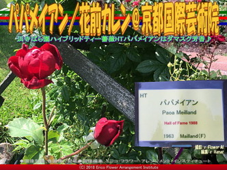 HTパパメイアンDamask／京都国際芸術院画像01
▼画像クリックで640x480pxlsに拡大＠エリ子花前カレン