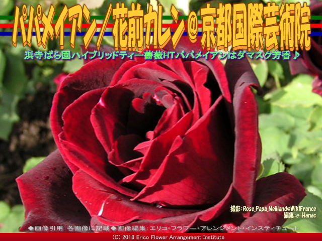 パパメイアン 2 花前カレン 京都国際芸術院 花前のブログ By Hanasaki Karen パパメイアン 2 花前カレン 京都国際芸術院 花前のブログ By Hanasaki Karen