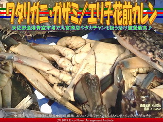 ワタリガニ・ガザミ(3)／エリ子花前カレン画像01
▼画像クリックで640x480pxlsに拡大＠エリ子花前カレン