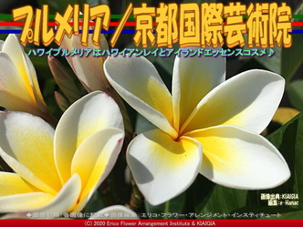 プルメリア／京都国際芸術院画像01
▼画像クリックで640x480pxlsに拡大＠北洞院エリ子花前カレン