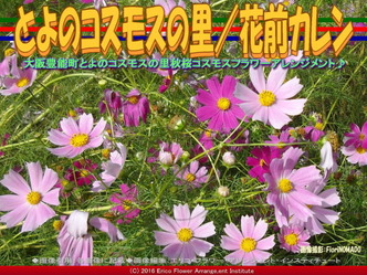 秋桜♪コスモス/花前カレン画像01 秋桜♪コスモス/花前カレン画像01