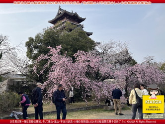 京都伏見城の桜満開前のお花見(2)／花前カレン画像03
▼画像クリックで1280x960pxlsに拡大＠北洞院エリ子花前カレン