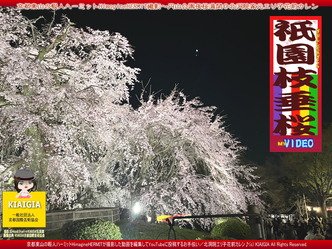 YouTube京都の桜～円山公園夜桜満開by東山ハーミット／花前カレン画像
▼画像クリックで1280x960pxlsに拡大＠北洞院エリ子花前カレン