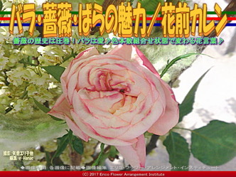 バラ・薔薇・ばらの魅力(3)／花前カレン画像01