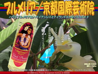プルメリア(5)／京都国際芸術院画像01
▼画像クリックで640x480pxlsに拡大＠北洞院エリ子花前カレン