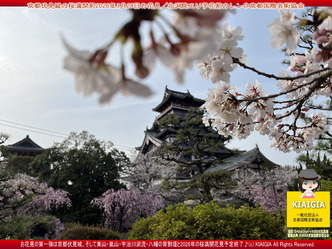 京都伏見城の桜満開前のお花見(3)／花前カレン画像01
▼画像クリックで1280x960pxlsに拡大＠北洞院エリ子花前カレン