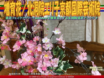 増育花(8)／北洞院エリ子京都国際芸術院画像01
▼画像クリックで640x480pxlsに拡大＠北洞院エリ子花前カレン